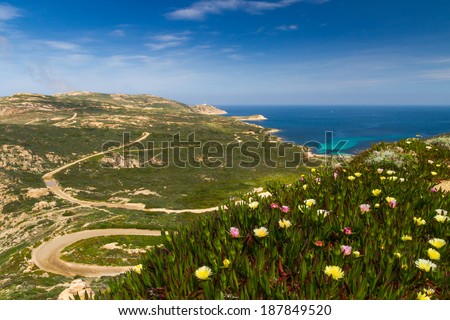Flowers and maquis with Plage d\'Alga and La Revellata lighthouse in the distance near Calvi in Corsica
