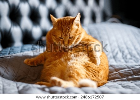 Similar – Image, Stock Photo black cat licks his paw