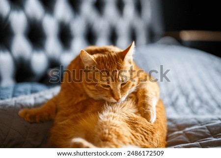 Similar – Image, Stock Photo black cat licks his paw