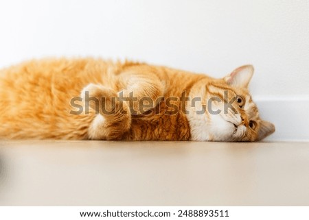 Similar – Image, Stock Photo tabby red cat with white paws is lying on his side on a table with tablecloth and looks obliquely into the camera.