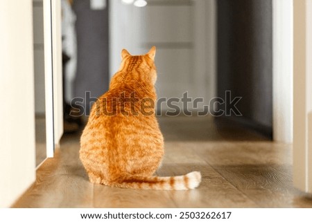 Similar – Image, Stock Photo tabby red cat with white paws is lying on his side on a table with tablecloth and looks obliquely into the camera.