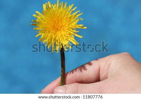 Dandelion in the hand on the blue background.