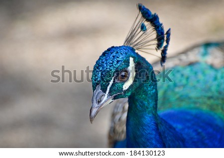 Peafowl or a Peacock head and feathers