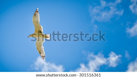 Seagull is flying and soaring in the blue sky with clouds