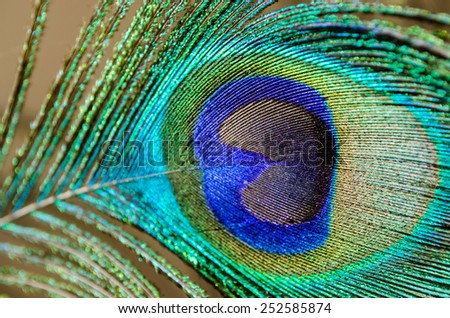 peacock feather close-up