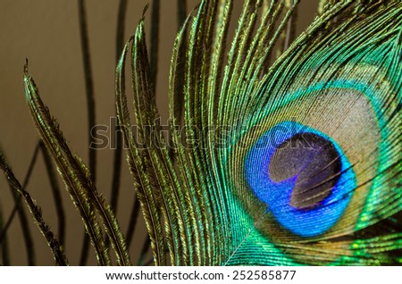 peacock feather close-up