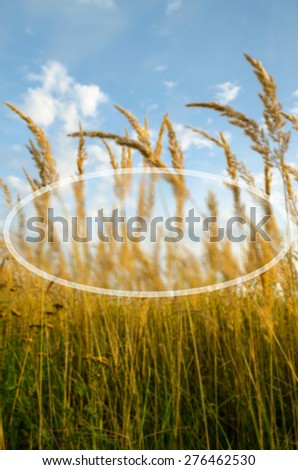 text frame for your text on background of dry reed