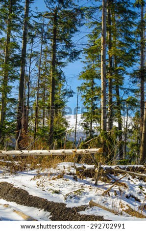 solar coniferous forest with melting snow in spring