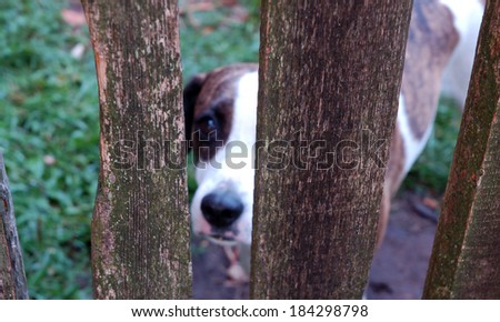 Lonely dog behind the wooden fence,