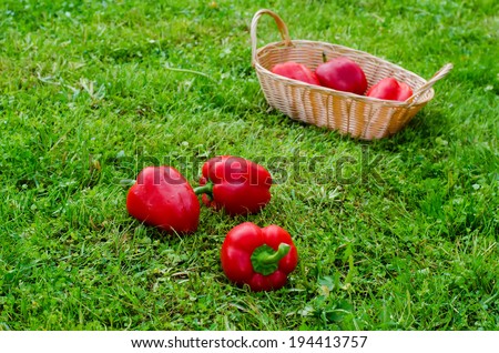red peppers on the green grass background
