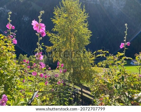 Rose Garden Uhrerhof (The highest rose garden in Europe) or Rosarium Uhrerhof (Höchstgelegener Rosengarten Europas) or Roseto Ortisei - South Tyrol, Italy (Südtirol, Italien) Foto stock © 