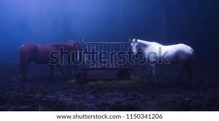 Similar – Image, Stock Photo Three ponies with straw in the head