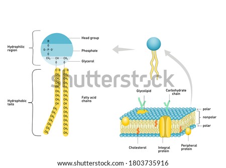  Phospholipid molecule with fatty acid chains and polar head. Structure of cell membrane. Foto stock © 