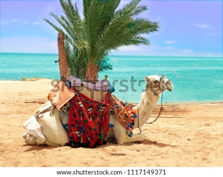 Shutterstock Puzzlepix