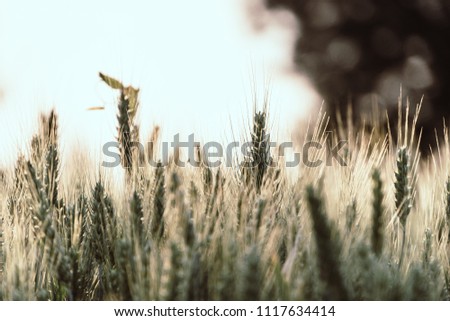 Similar – Image, Stock Photo Filed with wheat against blue sky