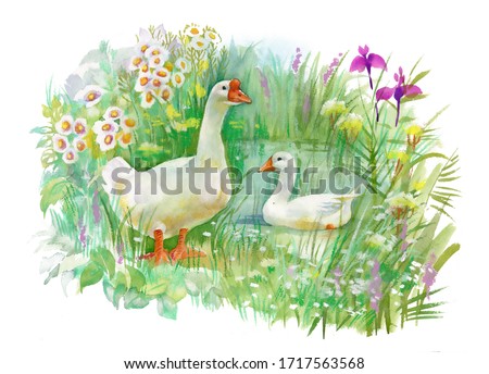 Goose farm animal pet geese house birds watercolor painting illustration