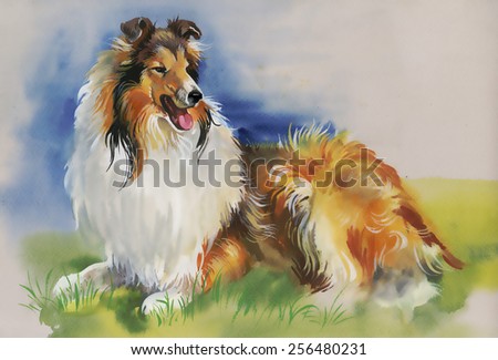 Collie Animal dog watercolor illustration vector