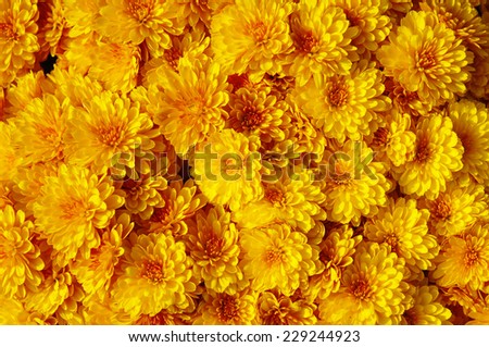 Autum mums, chrysanthemums closeup in sunny day