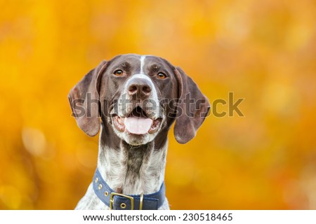 German Short-haired Pointer dog in front of fall leaves