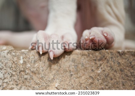 Close up of dog\'s feet and nails