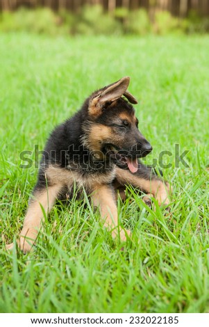 German Shepherd puppy laughs in the grass