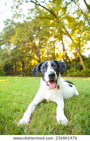 Silly pointer mix dog plays in the grass