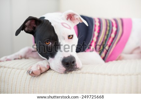 Black and white pit bull dog dressed in pink sweater for Valentine\'s day kissed on the face