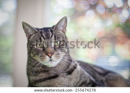 Striking tabby cat relaxes on screened in porch