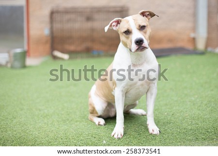White Mixed breed, pit bull dog sits outside at animal shelter waiting for a home