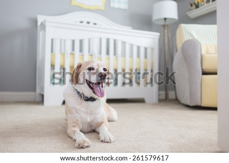 Dog is excited about new baby, waiting in the nursery