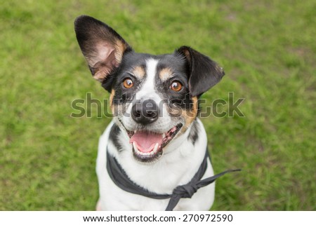 Happy dog smiles outside