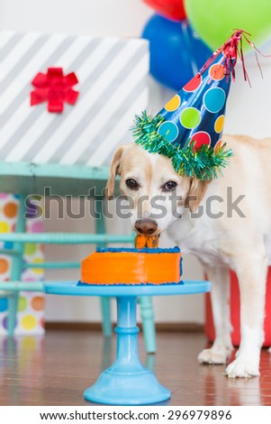 Happy dog eats birthday cake at party