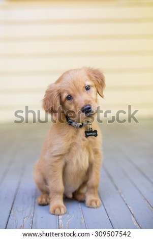 Adorable puppy sits on front porch