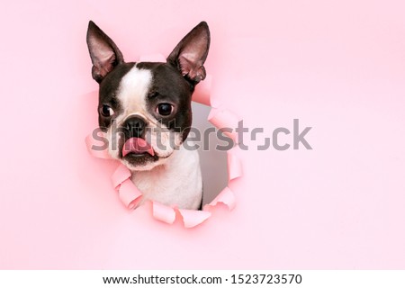 Similar – Image, Stock Photo Cute dogs looking through window