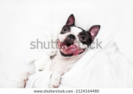 Similar – Foto Bild Terrier sleeping contentedly on a high stack of cozy pillows