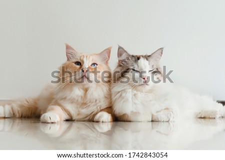 Similar – Image, Stock Photo two cats sitting on wall, facing each other and arguing