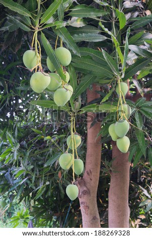 Mangoes on a mango tree
