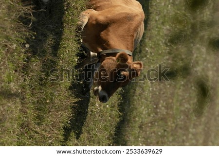 Similar – Image, Stock Photo Calm brown cow in stable in bright sunlight