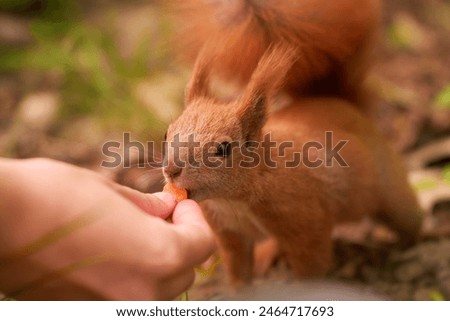 Similar – Image, Stock Photo Watched by a squirrel