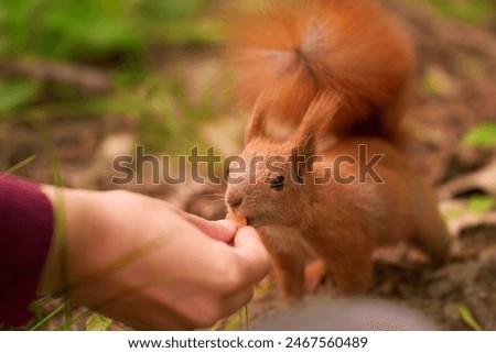 Similar – Image, Stock Photo Watched by a squirrel