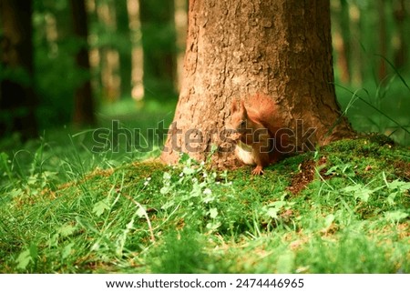 Similar – Image, Stock Photo Watched by a squirrel