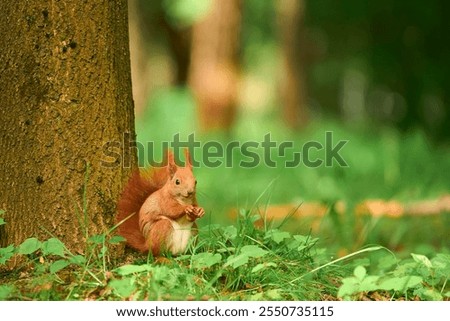 Image, Stock Photo Watched by a squirrel