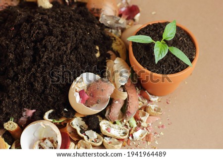 Organic waste, heap of biodegradable vegetable compost with decomposed organic matter on top and seedling in terracota flower pot, closeup, zero waste, eco friendly, waste recycling concept
