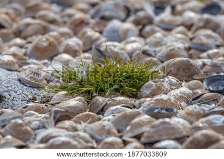 Photo of Deschampsia antarctica, the Antarctic hair- grass, one of two flowering plants native to Antarctica on white shells background