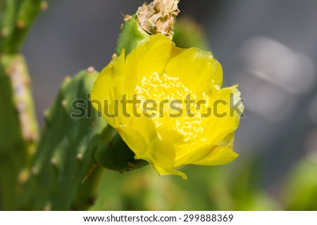 Yellow opuncia cactus flower. Macro beavertail Cactus Flower