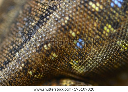 lizard skin textura