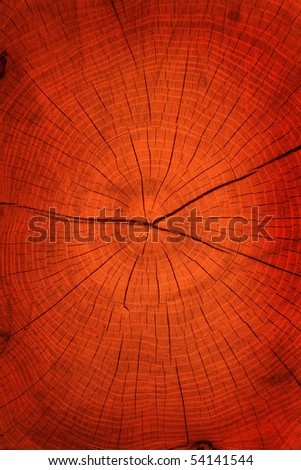 Hardwood tree cut texture