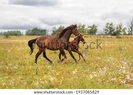 A bay mare in a red bridle with her little foal runs through a green meadow to pasture