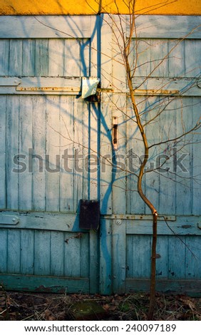 Blue old wooden garage gate and small tree.