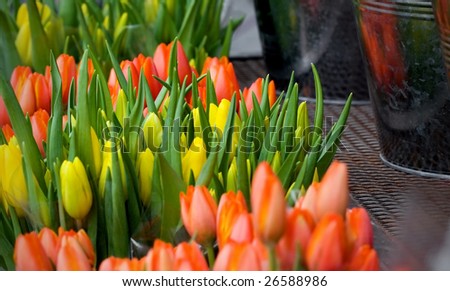 Quality Tulip Bunches For Sale at Outdoor Market